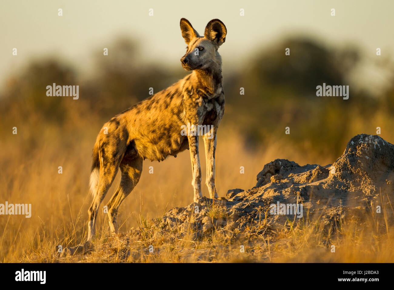 Afrika, Botswana, Moremi Game Reserve, Afrikanischer Wildhund (LYKAON Pictus) stehen in hohe Gräser im Okavango-Delta vor der Morgendämmerung Stockfoto