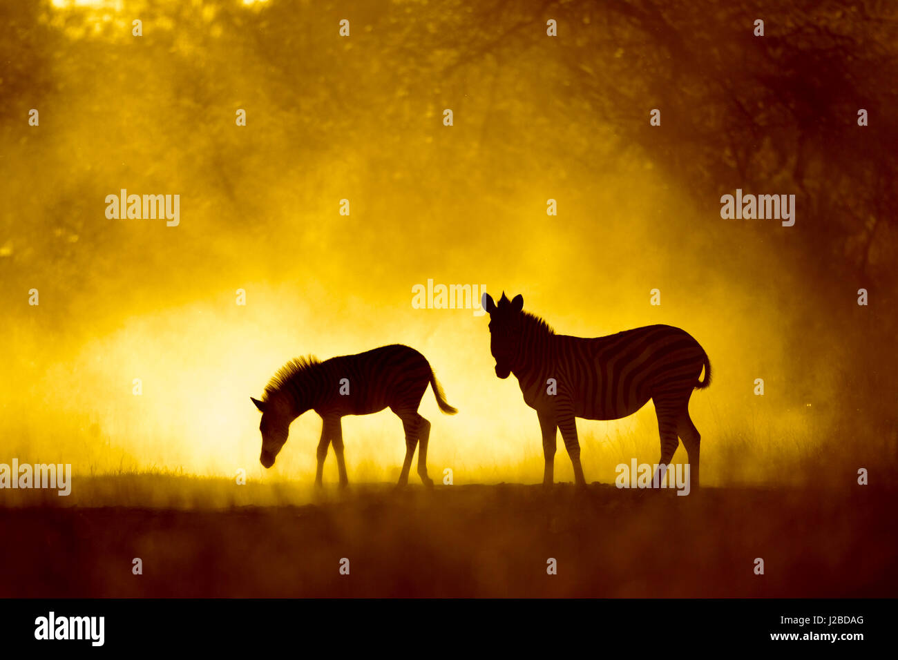Afrika, Botswana, Moremi Game Reserve, Ebenen Zebras (Equus Burchellii) Abkühlung im Staub beleuchtet durch die untergehende Sonne im Okavango-Delta in der Nähe von Xakanaxa Camp Stockfoto