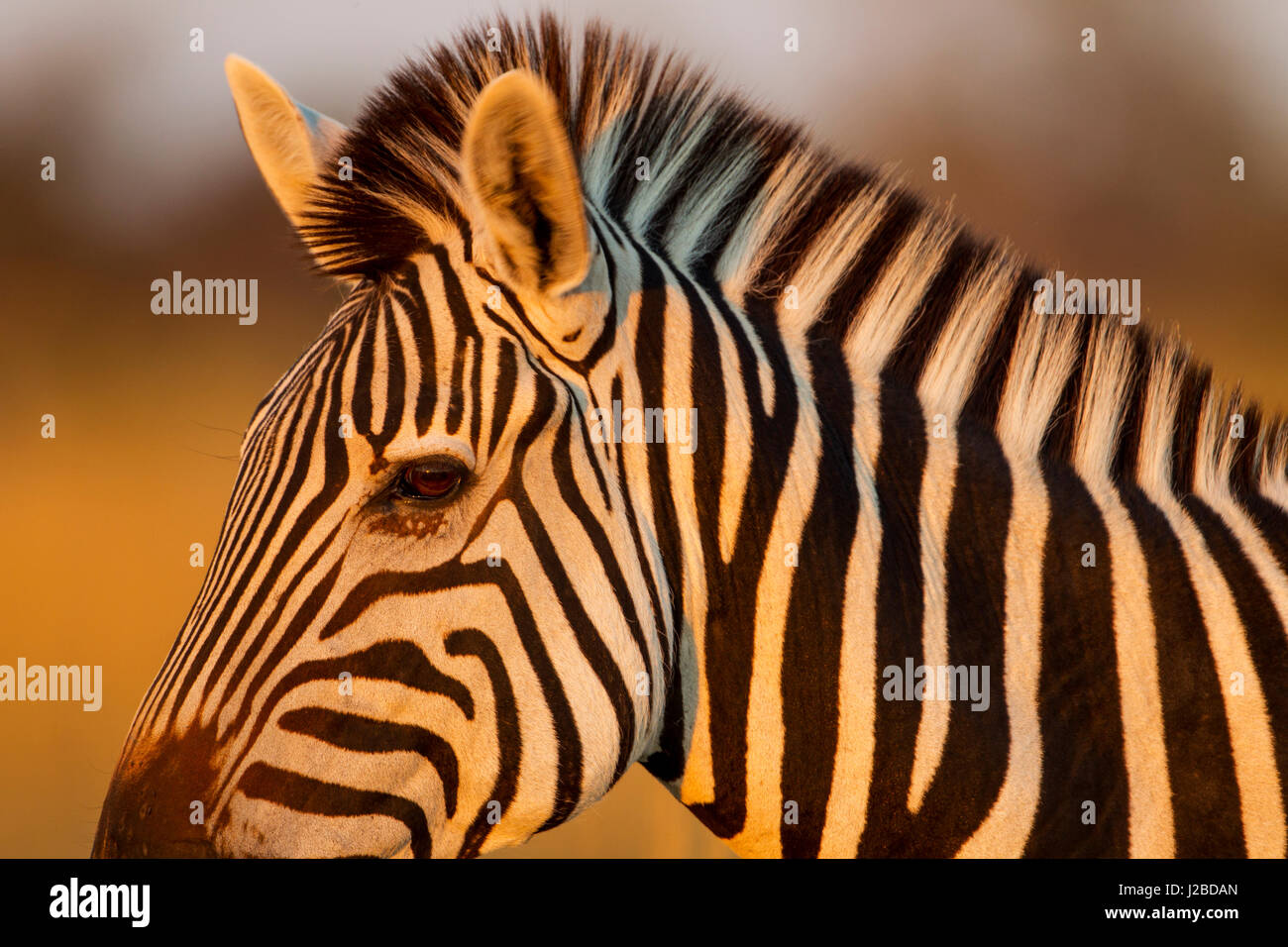 Afrika, Botswana, Moremi Game Reserve, Nahaufnahme des Auges von Ebenen Zebra (Equus Burchellii) bei Sonnenuntergang im Okavango-Delta Stockfoto