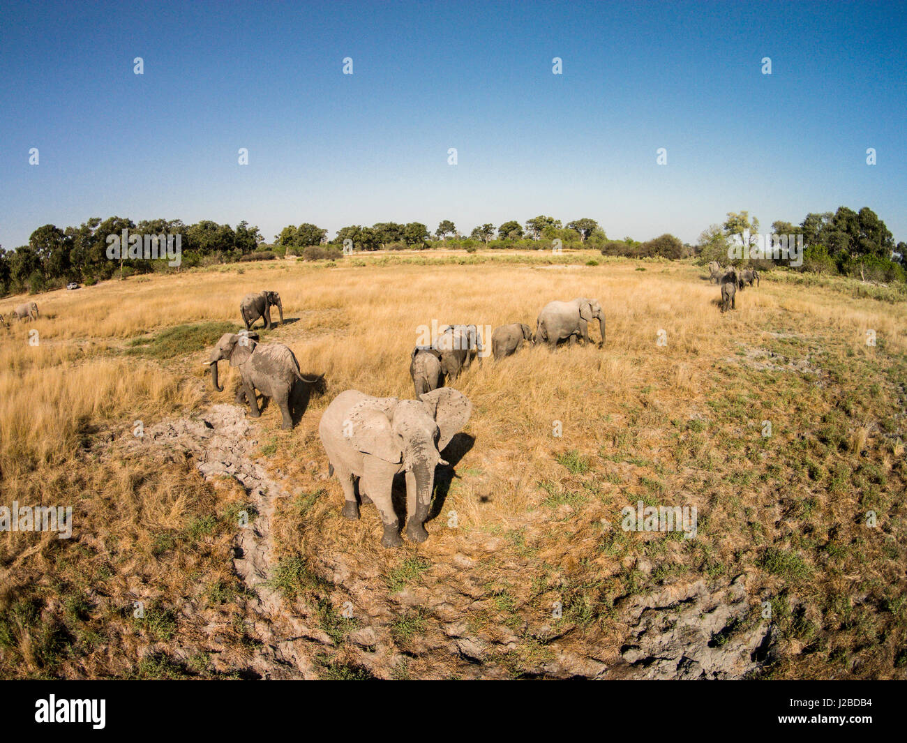 Afrika, Botswana, Moremi Game Reserve, Luftaufnahme der Elefantenherde (Loxodonta Africana) zu Fuß auf offenen Ebenen im Okavango-Delta in der Kalahari-Wüste Stockfoto