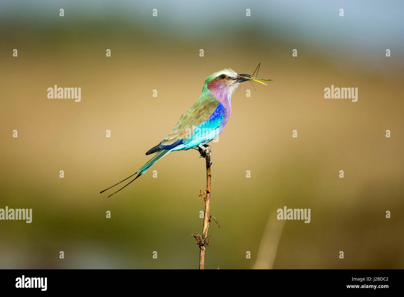 Afrika, Botswana, Chobe National Park, Lilac-Breasted Roller (Coracias Caudata) hält Grasshopper im Schnabel beim Ausruhen in Savuti Marsh Stockfoto