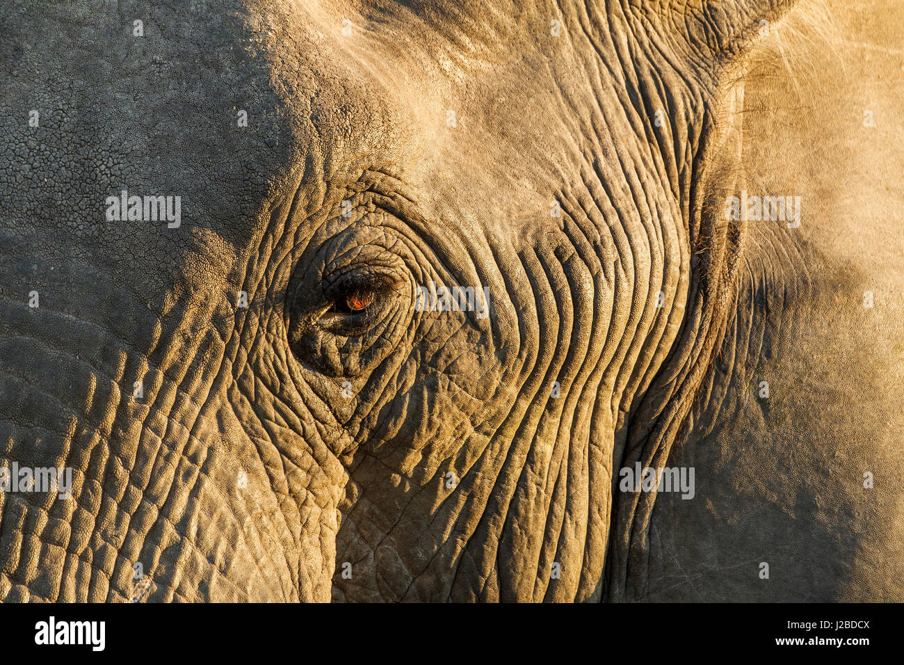 Afrika, Botswana, Moremi Game Reserve, aufgehenden Sonne leuchtet Auge des afrikanischen Elefanten (Loxodonta Africana) im Okavango-Delta Stockfoto