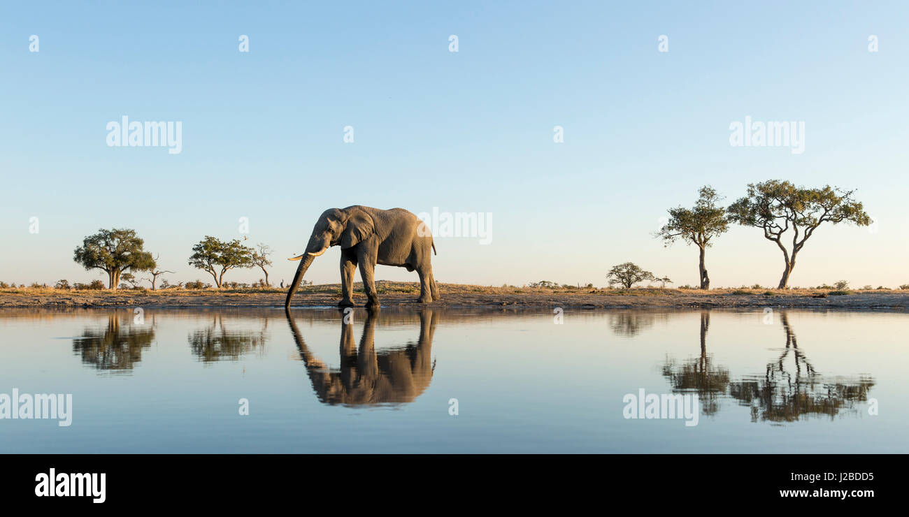 Afrika, Botswana, Chobe National Park, Afrikanischer Elefant (Loxodonta Africana) steht am Rand des Wasserloch in Savuti Marsh Stockfoto