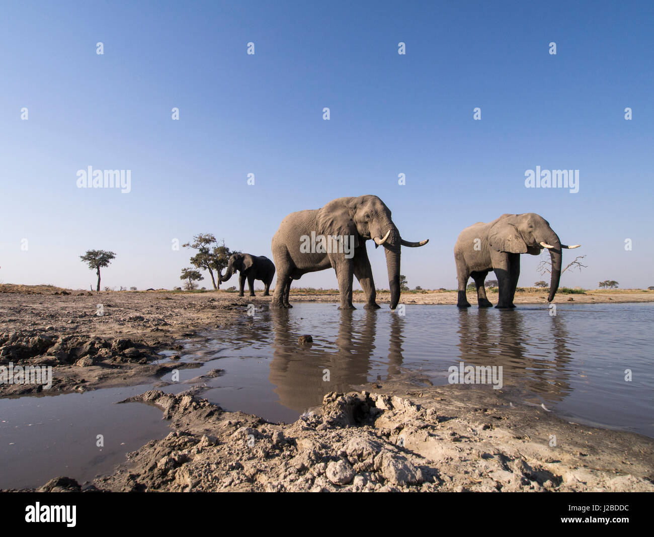 Afrika, Botswana, Chobe-Nationalpark, afrikanische Elefantenherde (Loxodonta Africana) trinken aus schlammigem Wasser Loch in Savuti Marsh Stockfoto
