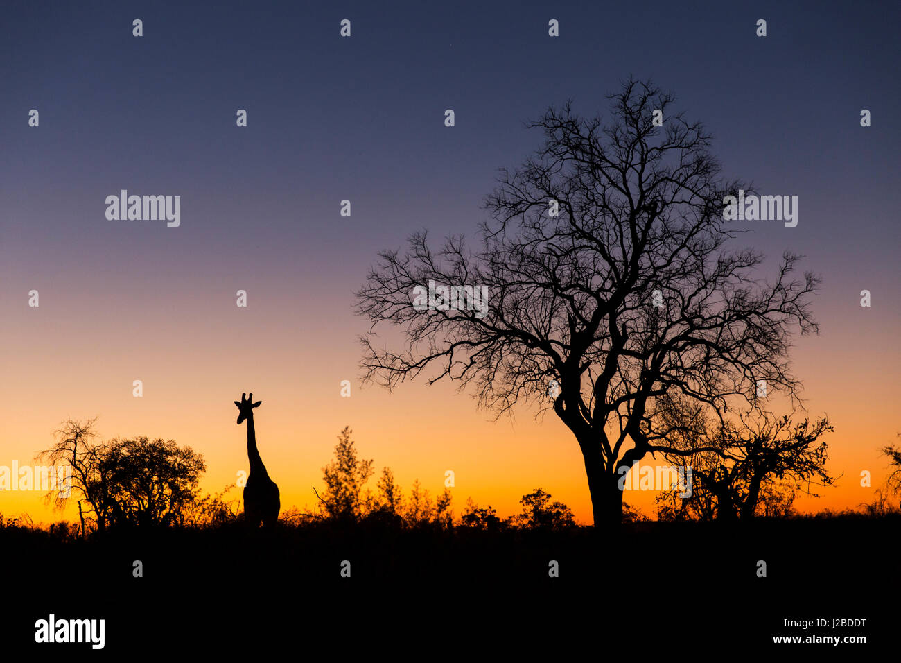 Afrika, Botswana, Chobe National Park, Silhouette der Giraffe (Giraffa Plancius) stehen in der Nähe von Akazie Bäume am Savuti Marsh in der Abenddämmerung Stockfoto