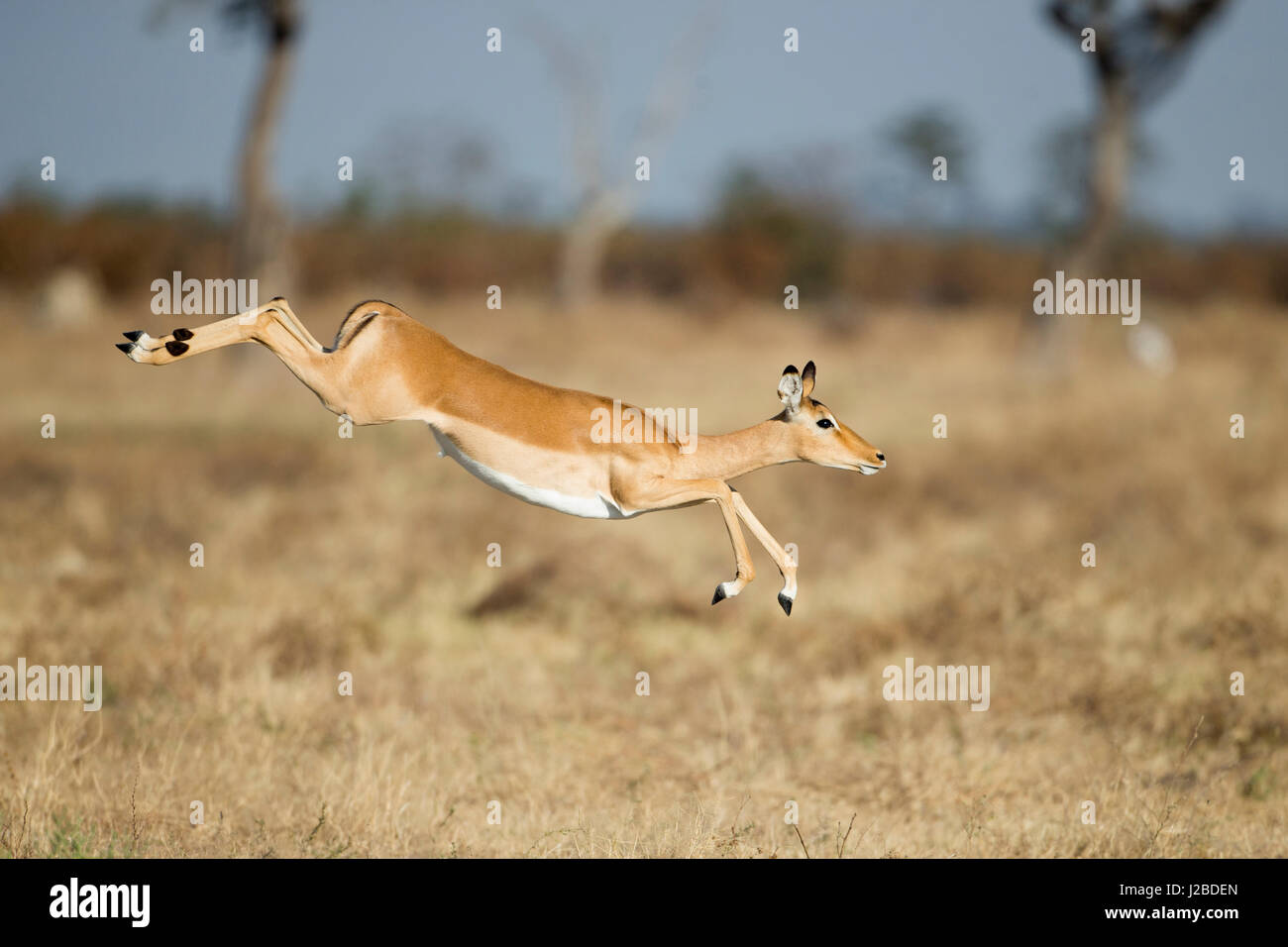 Afrika, Botswana, Chobe National Park, Impala (Aepyceros Melampus) springt über hohe Gräser in Savuti Marsh im Okavango-Delta Stockfoto