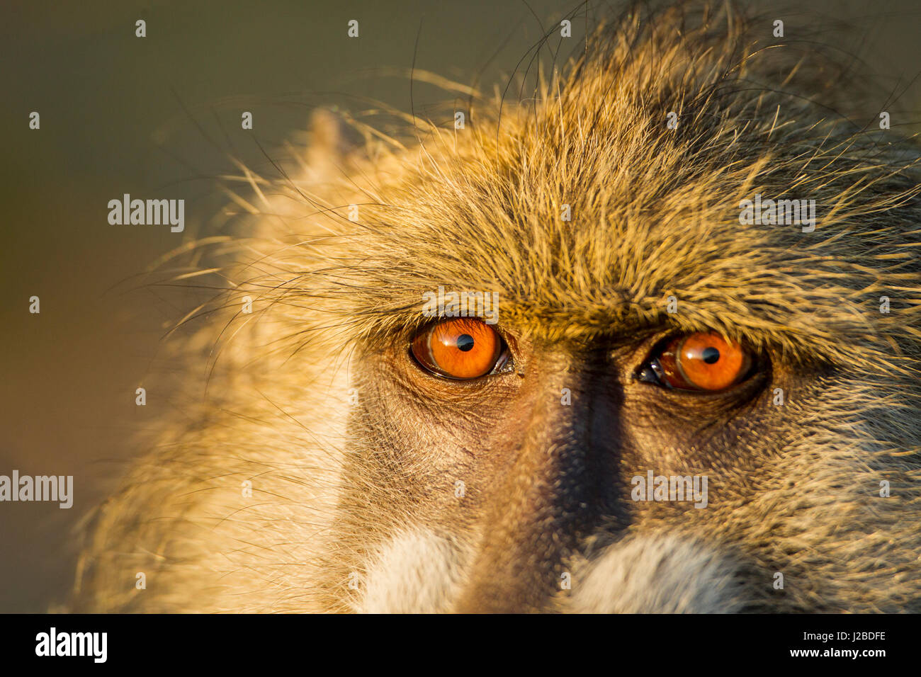 Afrika, Botswana, Chobe National Park, close-up Augen Chacma Pavian (Papio Ursinus) sitzen in der frühen Morgensonne Chobe Fluss entlang Stockfoto