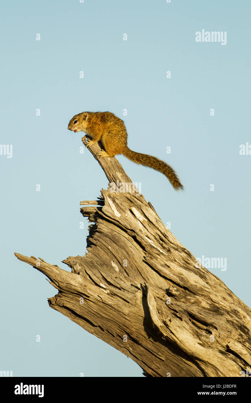 Afrika, Botswana, Chobe National Park, Ungestreifte Borstenhörnchen (Xerus Rutilus) stehend auf abgestorbenen Baum in Savuti Marsh Stockfoto