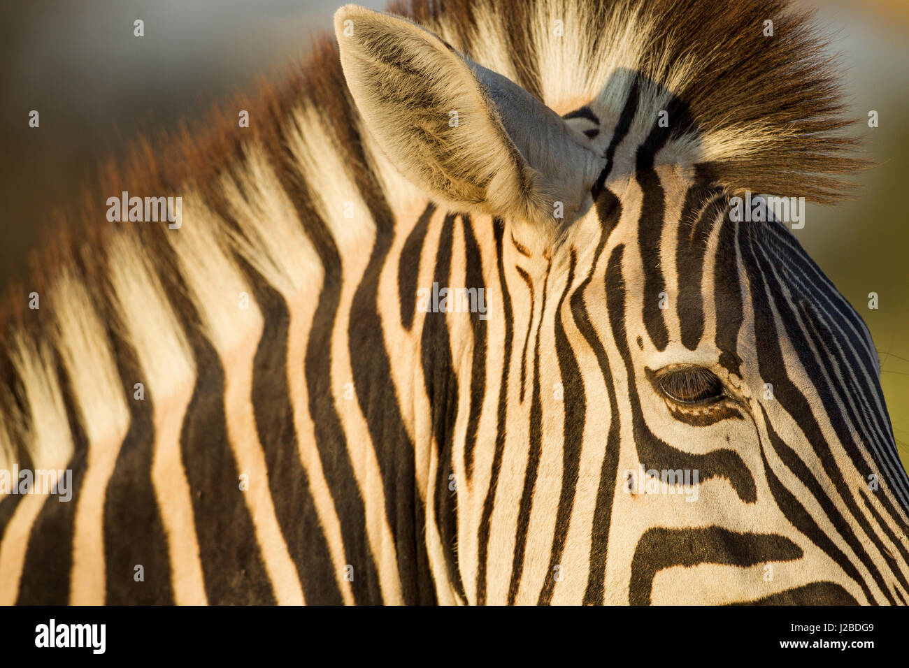 Afrika, Botswana, Moremi Game Reserve, Nahaufnahme von Ebenen Zebra (Equus Burchellii) in Herde im Okavango-Delta Stockfoto
