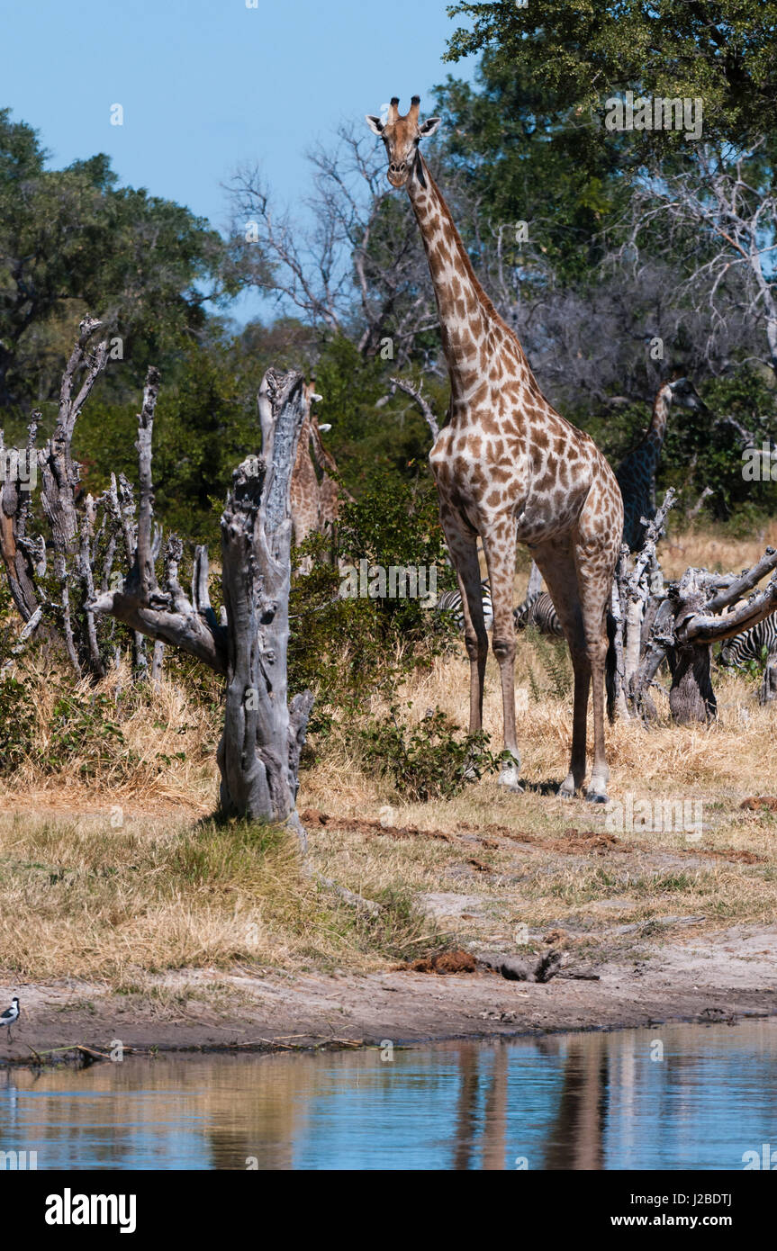 Südlichen Giraffe (Giraffa Plancius), Khwai-Konzession, Okavango Delta, Botswana. Stockfoto