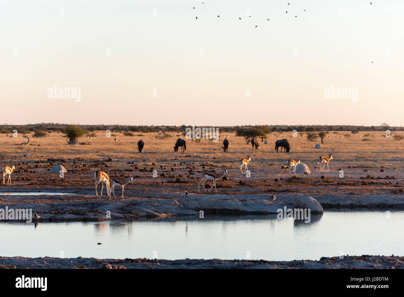 Springbock (Antidorcas Marsupialis) am Wasserloch, Nxai Pan National Park, Botswana. Stockfoto