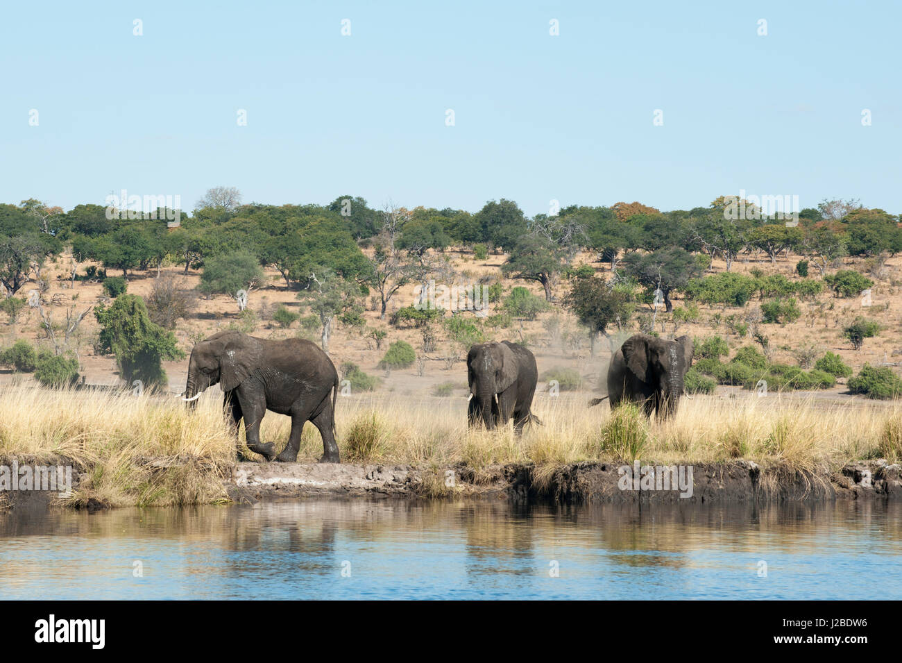 Afrikanische Elefanten (Loxodonta Africana), Chobe Nationalpark, Botswana. Stockfoto