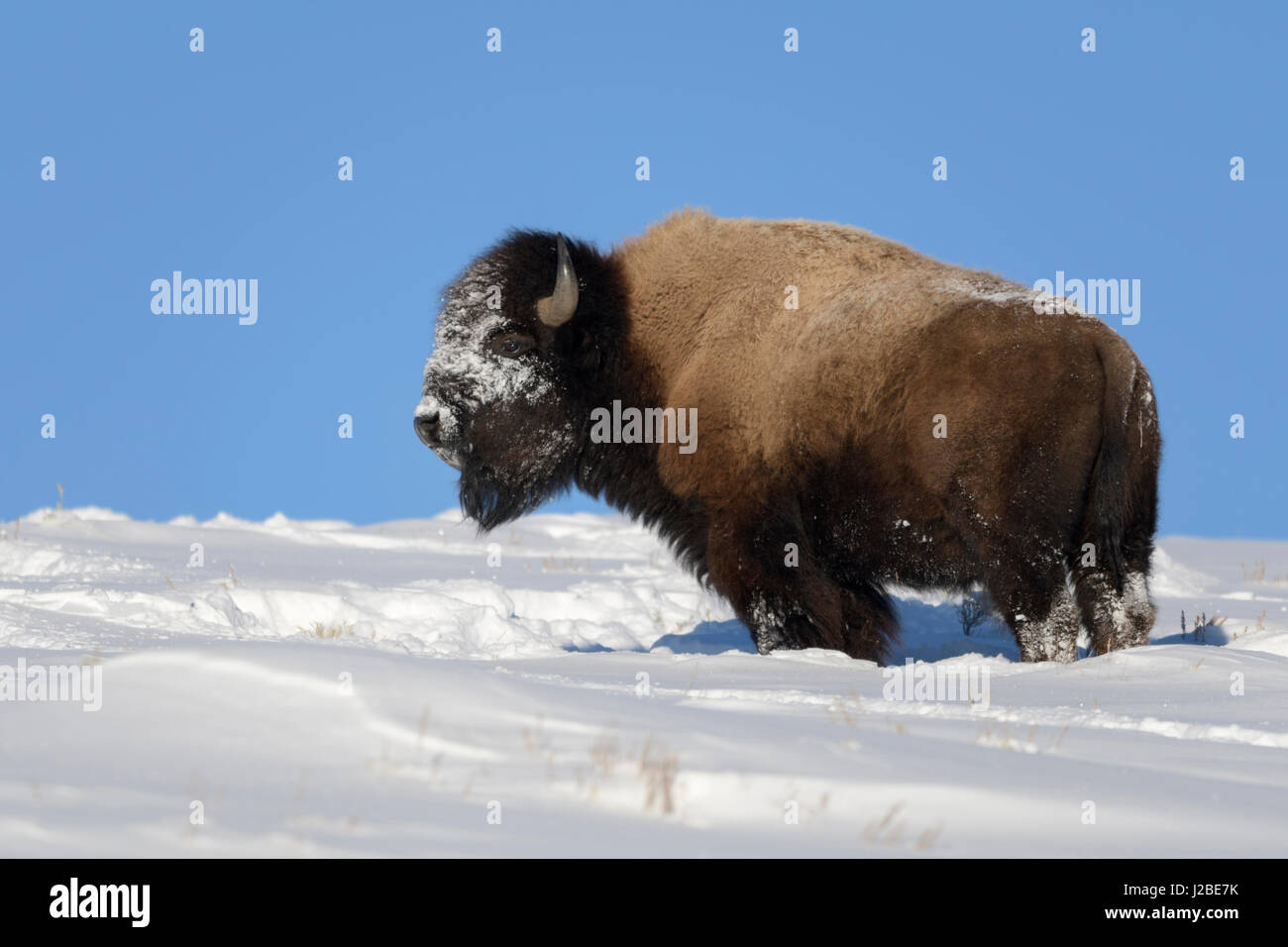 Amerikanischer Bison / Amerikanischer Bison (Bison Bison) im Winter, im tiefen Schnee auf einem Hügel gegen blauen Himmel, Schnee bedeckte Gesicht, Yellowstone NP Stockfoto