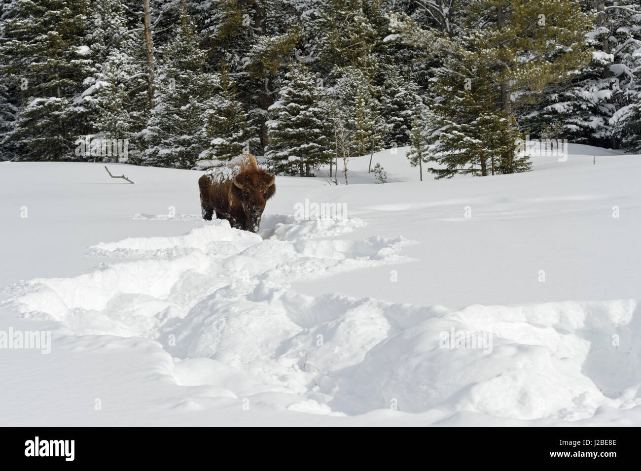 Amerikanischer Bison / Amerikanischer Bison (Bison Bison) im Winter, alte Bullen geräumt Schnee von Vegetation mit seinem massiven Kopf, typischen tierischen Track, Ye Stockfoto