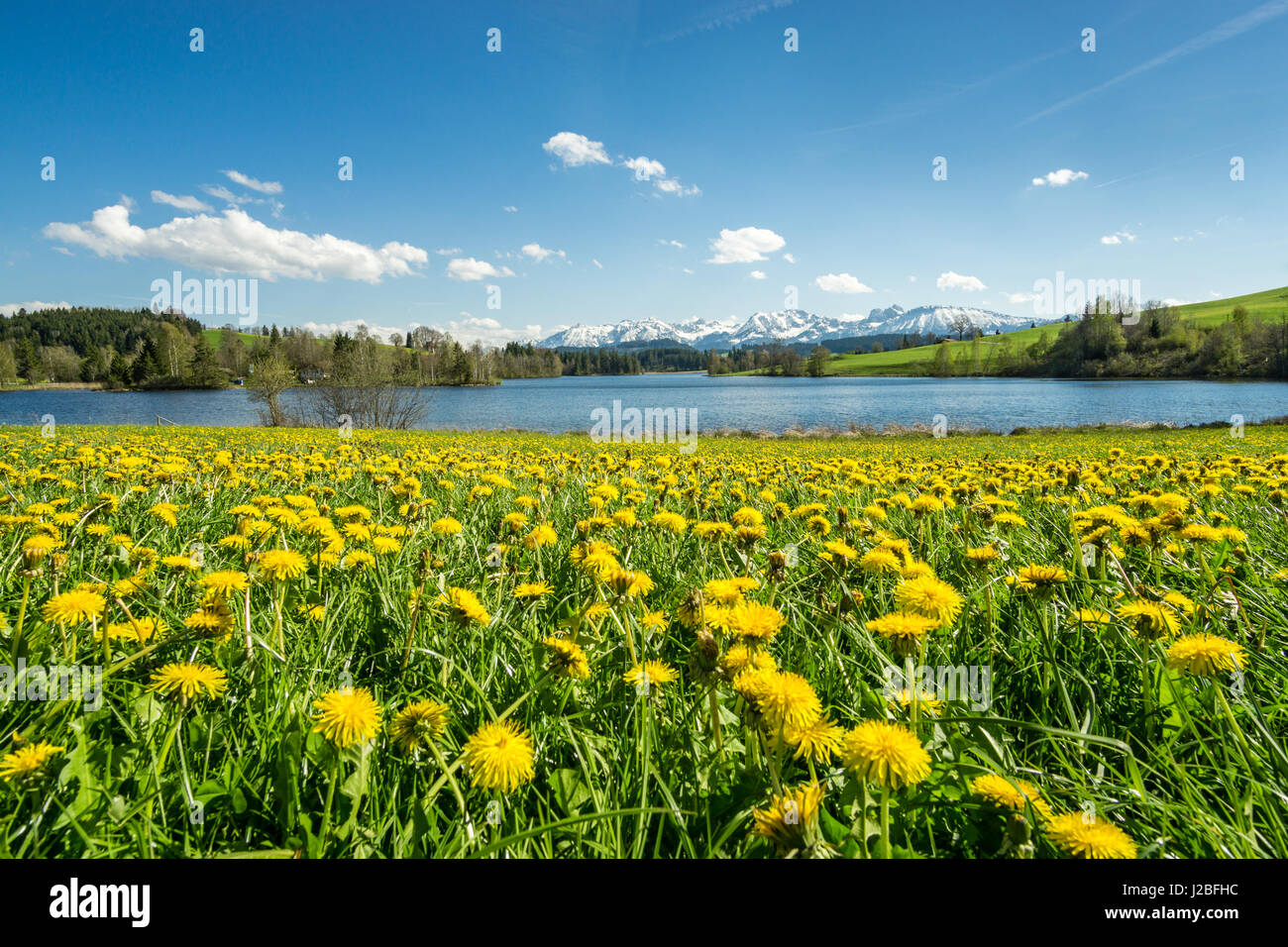 Schöne Blumenwiese am Alpensee und schneebedeckten Berge. Stockfoto