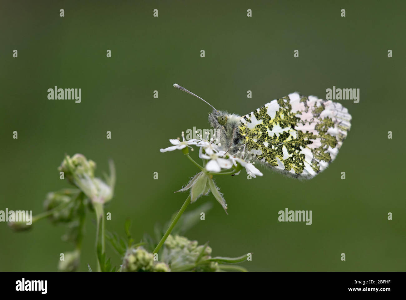 Weibliche Orange Spitze Schmetterling-Anthocharis Cardamines auf Kuh Petersilie-Anthriscus Sylvestris. Vereinigtes Königreich, Stockfoto