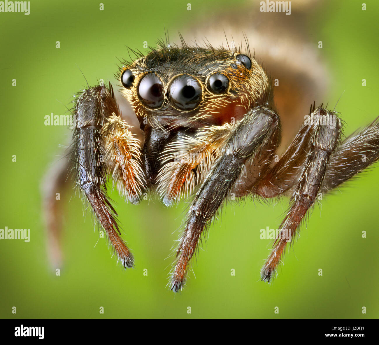 Malaysia, die Spinne, Salticidae springen, hoch Makro "gestapelt" Bild, Stockfoto
