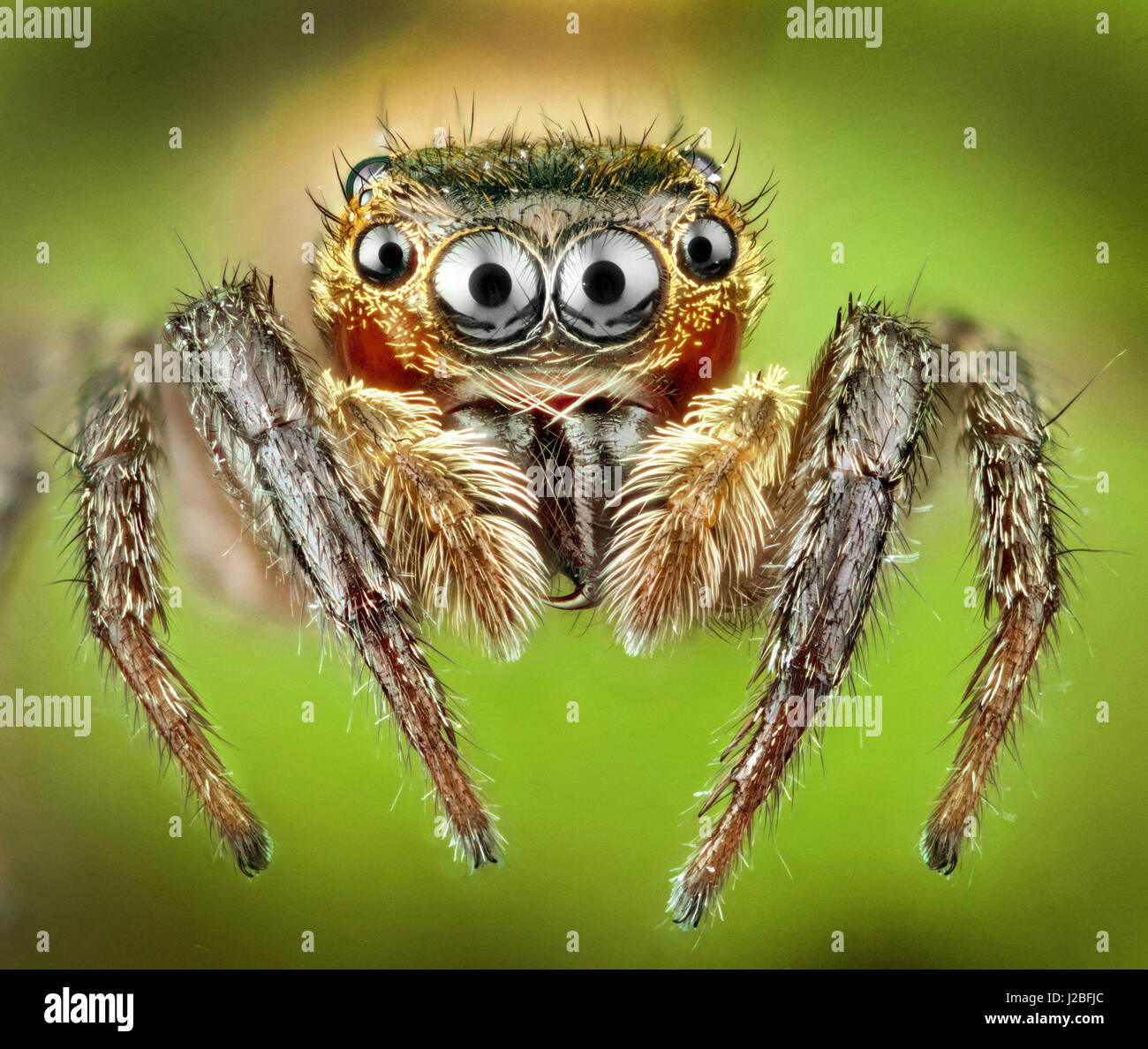 Malaysia, die Spinne, Salticidae springen, hoch Makro "gestapelt" Bild, Stockfoto