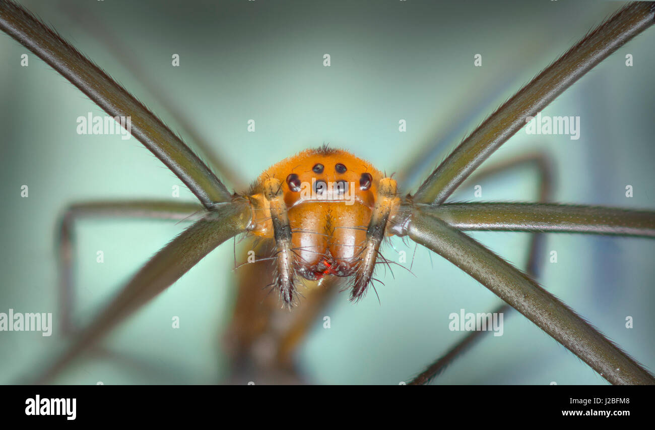 Malaysia-Wald-Spinne, "gestapelt hohe Makro" Bild, Vorderansicht zeigen Augen & Palpen Stockfoto