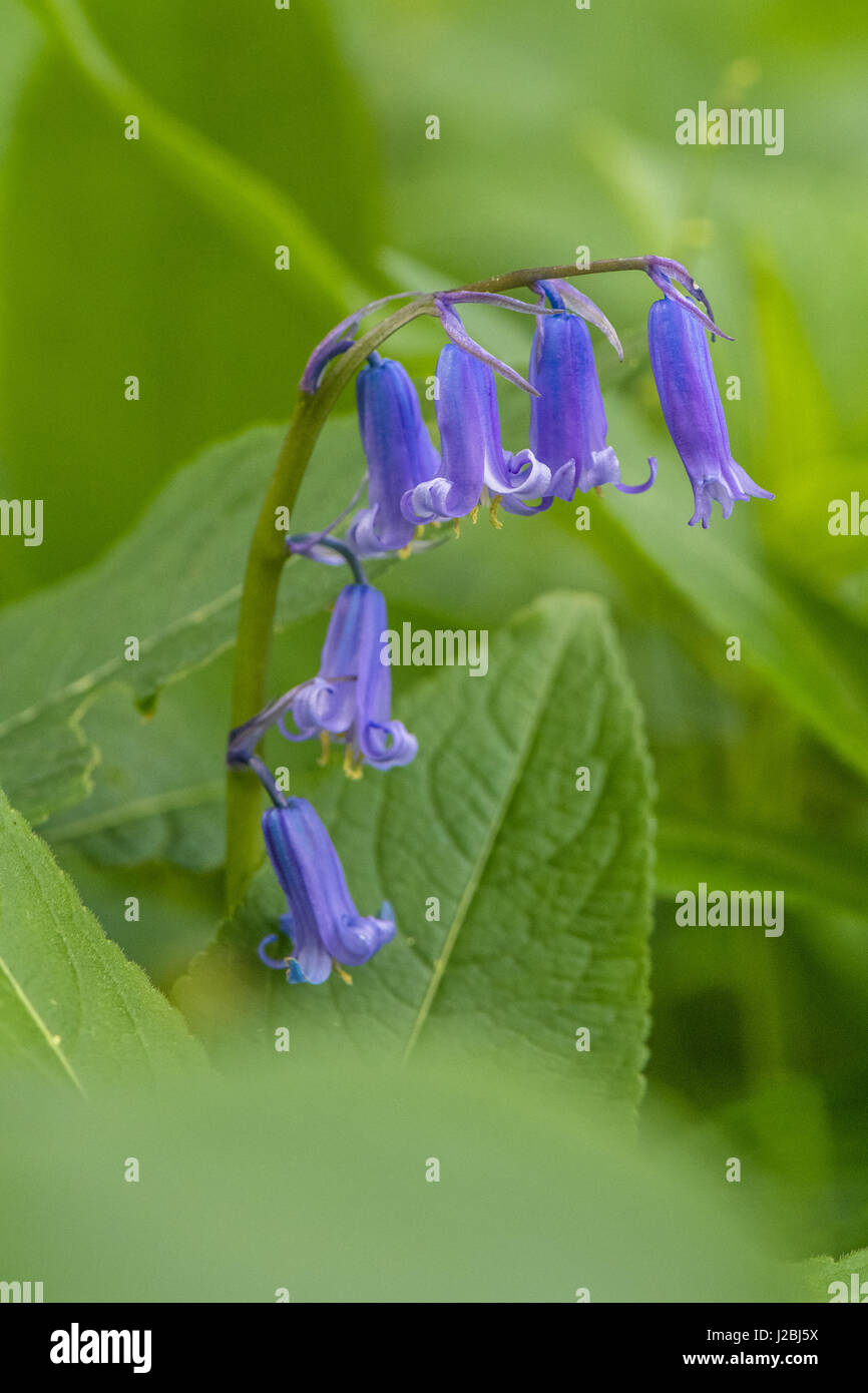 Native britischen Wild Bluebell Blume Stockfoto