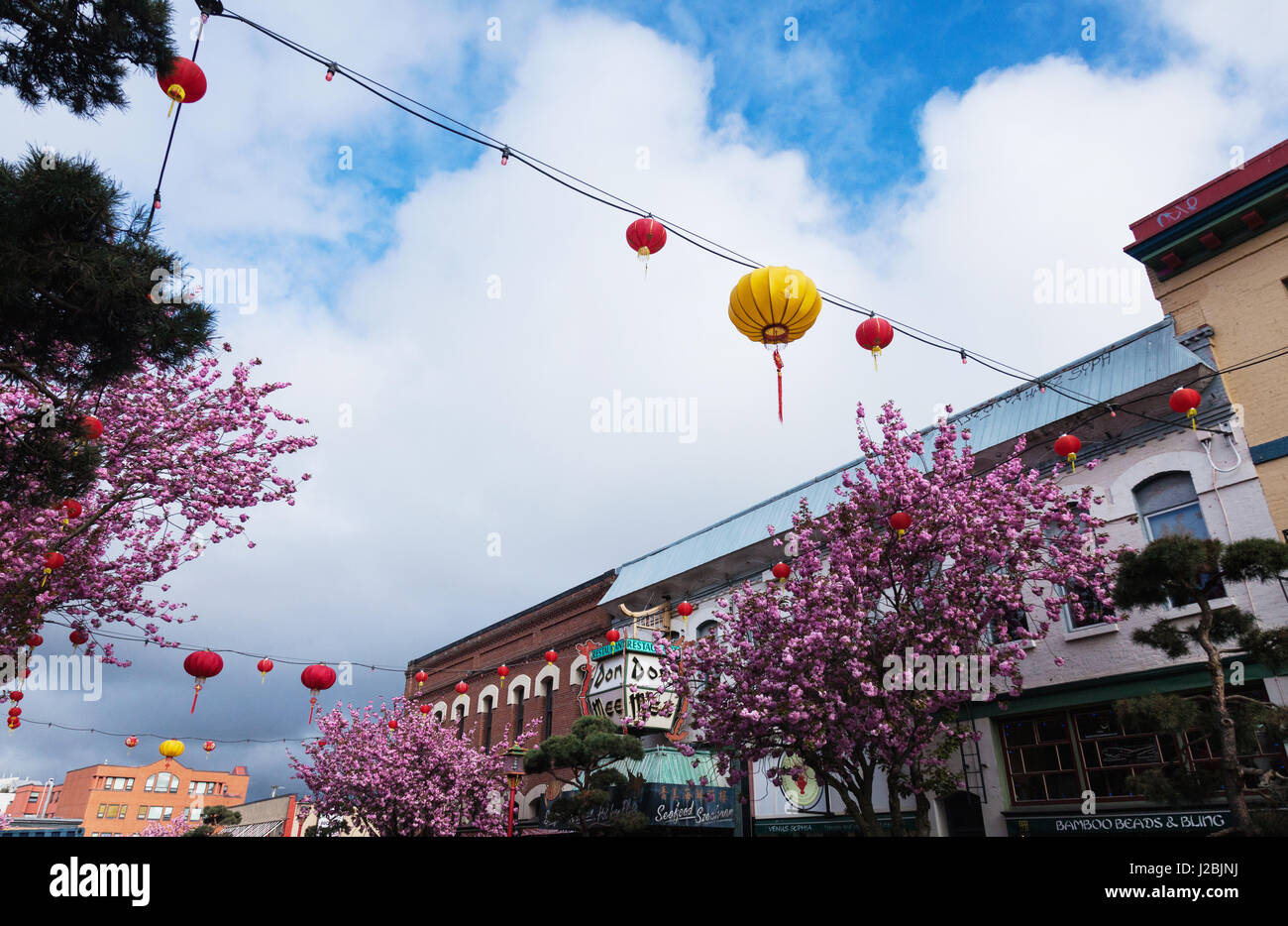 Kirschblüten und Lampions auf Fisgard St.  Victoria BC Kanada Stockfoto