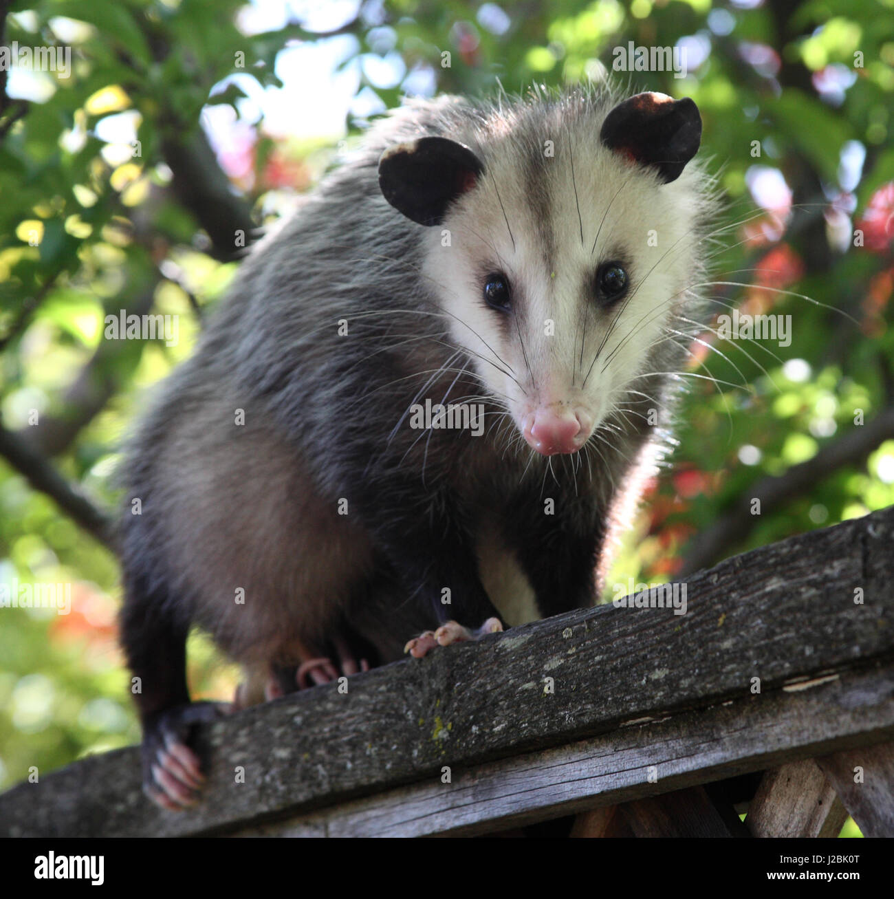 Schwanger Opossum auf Hinterhof Zaun in San Jose Kalifornien (Didelphis Virginiana) Stockfoto