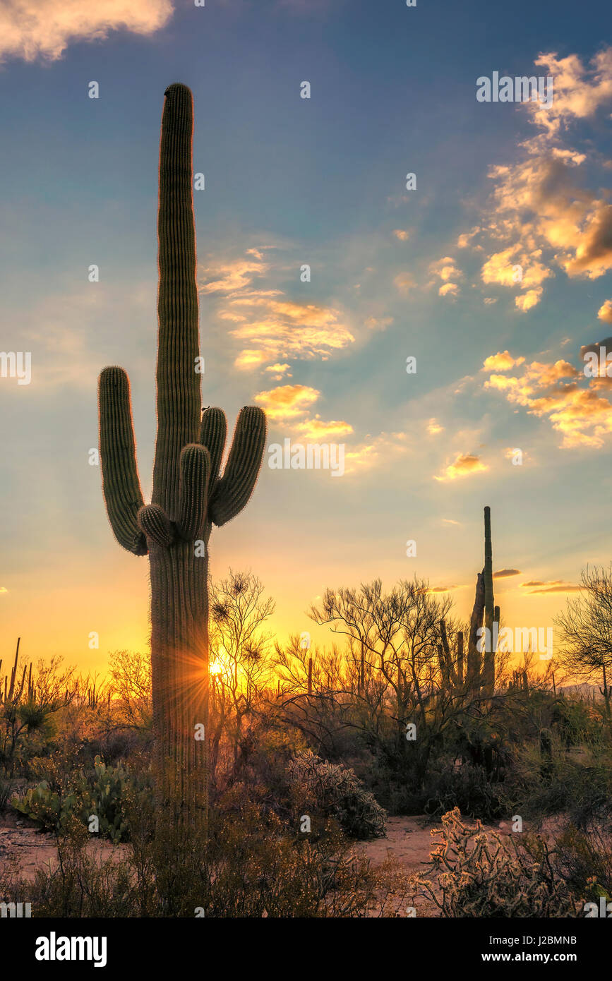 Saguaro-Kaktus bei Sonnenuntergang in Sonora-Wüste in Arizona. Stockfoto