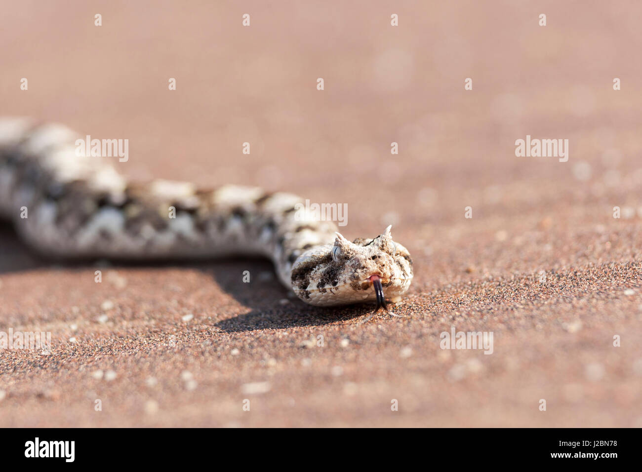 Afrika, Namibia, Swakopmund, gehörnten Adder, Bitis Candalis. Gehörnte Addierer auf dem Wüstensand. Stockfoto
