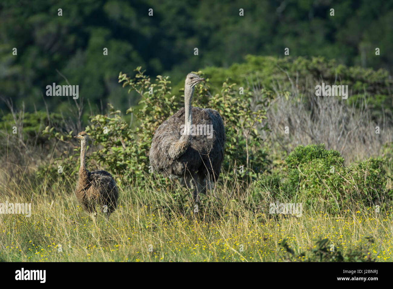 Südafrika, Eastern Cape, East London. Inkwenkwezi Game Reserve. Frau mit Baby Strauß (Struthio Camelus) in Grünland Lebensraum. Stockfoto