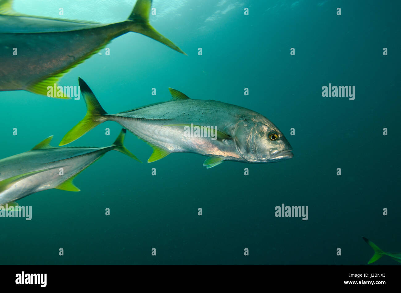 Schwarzspitzen Trevally (Kingfish) (Caranx Heberi), Hai-Tauchen, Umkomaas, KwaZulu-Natal, Südafrika Stockfoto