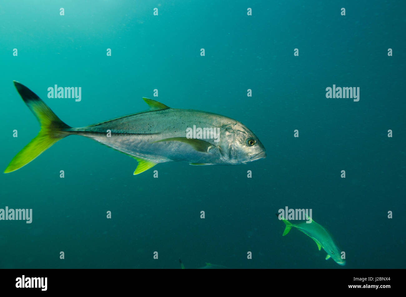 Schwarzspitzen Trevally (Kingfish) (Caranx Heberi), Hai-Tauchen, Umkomaas, KwaZulu-Natal, Südafrika Stockfoto