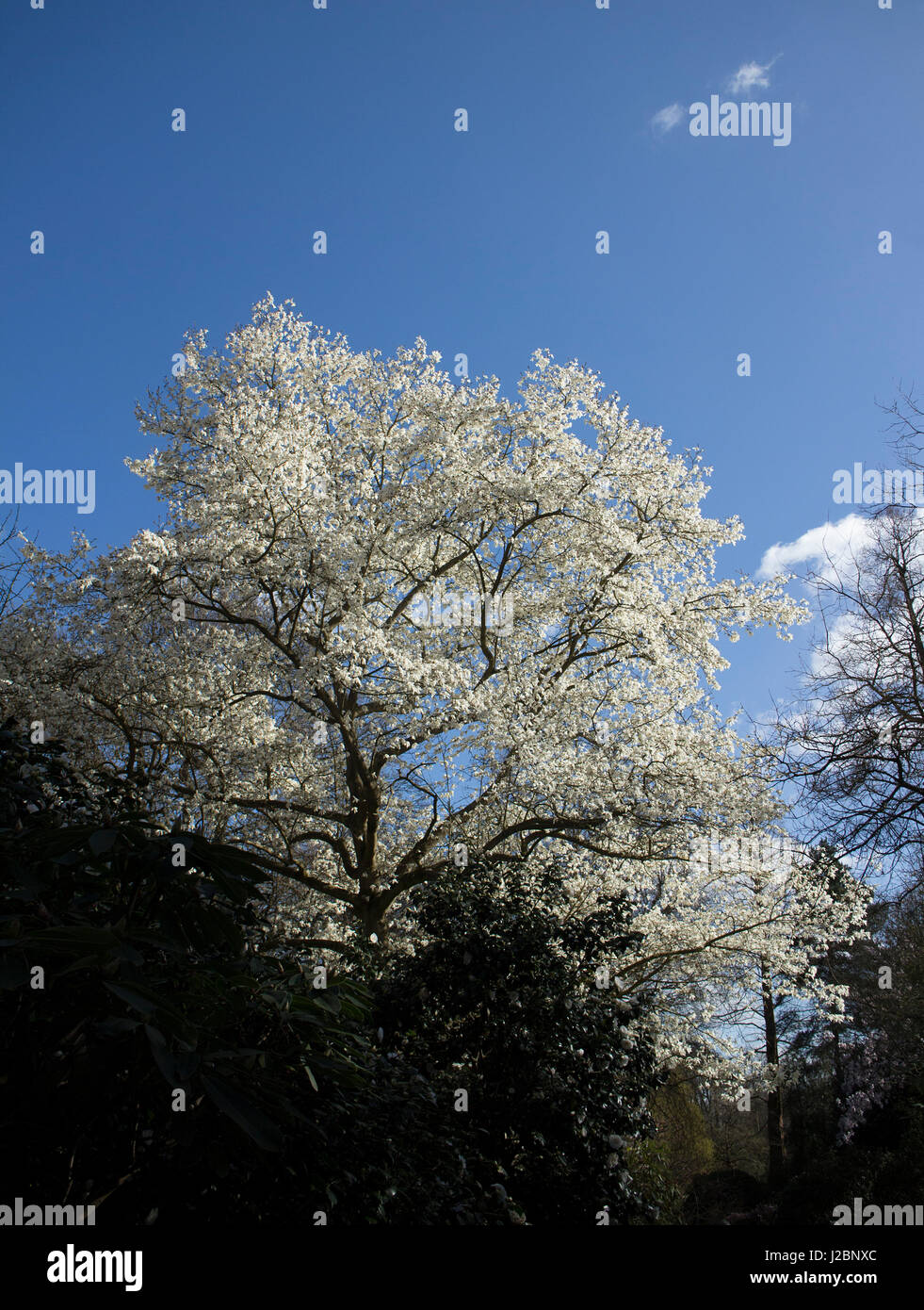 Weiße Magnolie blüht Stockfoto