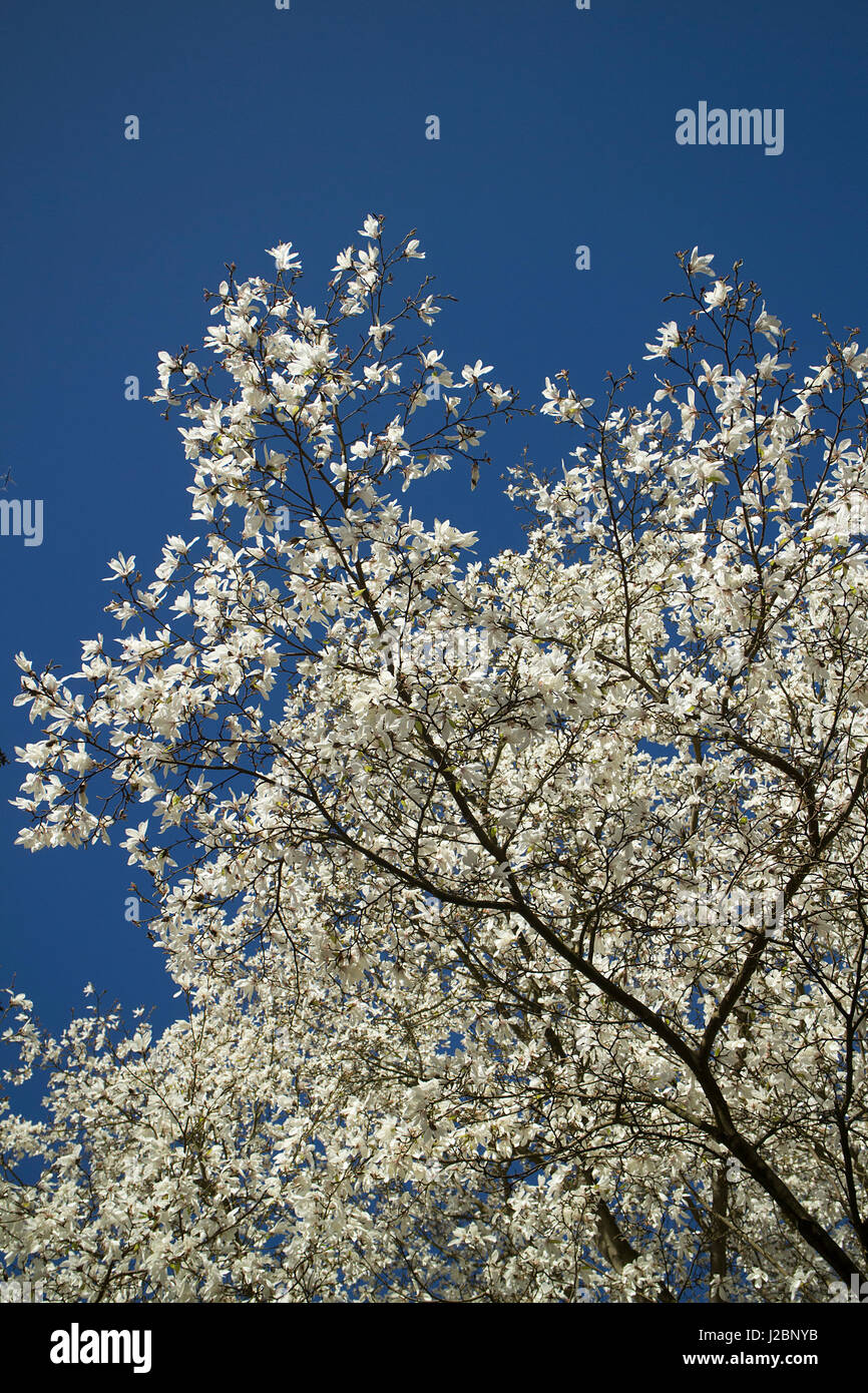 Weiße Magnolie blüht Stockfoto