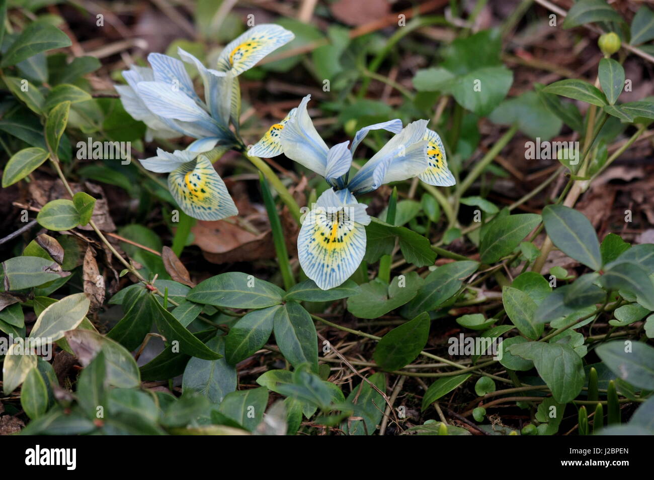 Blaue Iris im Boden. Holländische Iris, Iris hollandica Stockfoto