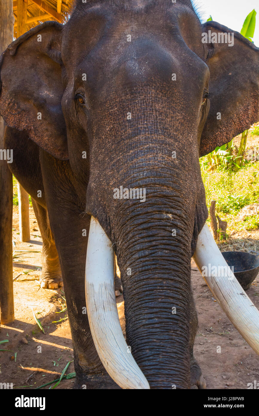 Myanmar. Shan-Staat. In der Nähe von Kalaw. Green Hill Valley Elefantencamp. Alten Elefantenbullen mit langen Stoßzähnen. Stockfoto