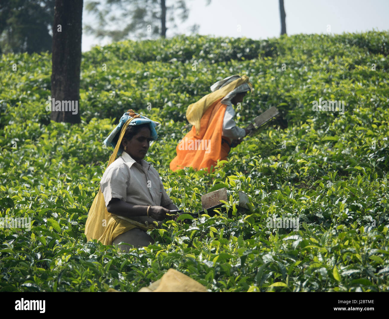 Tea Estate Arbeiter in Felder in den Anaimalai Hügeln in der Nähe von Valparai, Tamil Nadu, Indien. Stockfoto