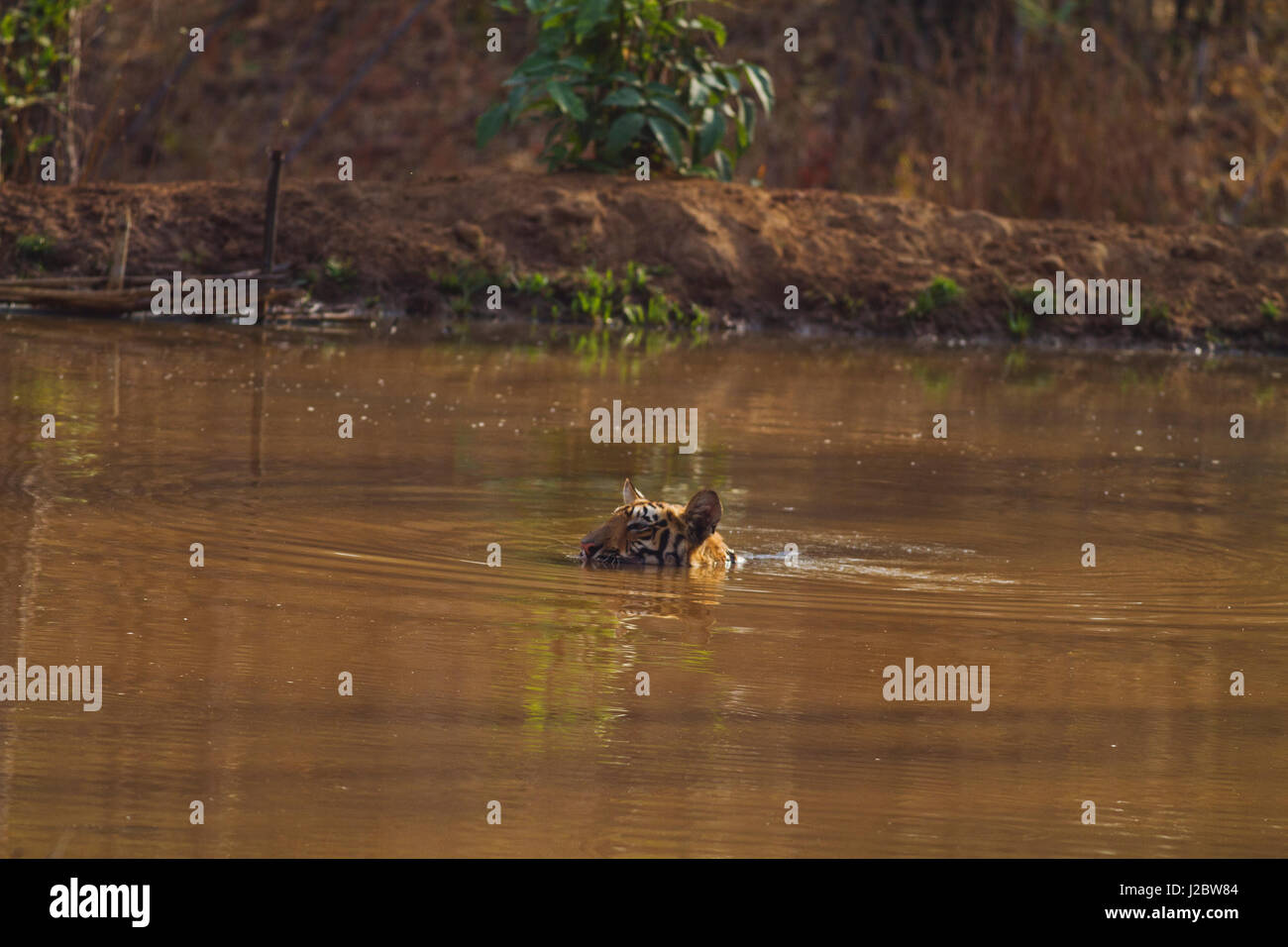 Royal Bengal Tiger, Sub zusammengeführt, im Wasser, Tadoba Andheri Tiger Reserve, Indien Stockfoto