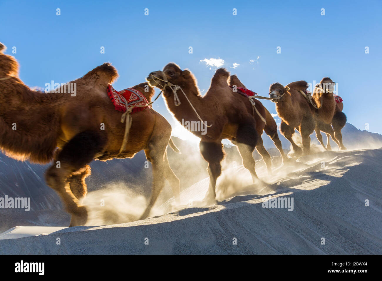 Baktrische oder doppelte buckelig Kamele (Camelus Bactrianus), Nubra Valley, Ladakh, Indien Stockfoto
