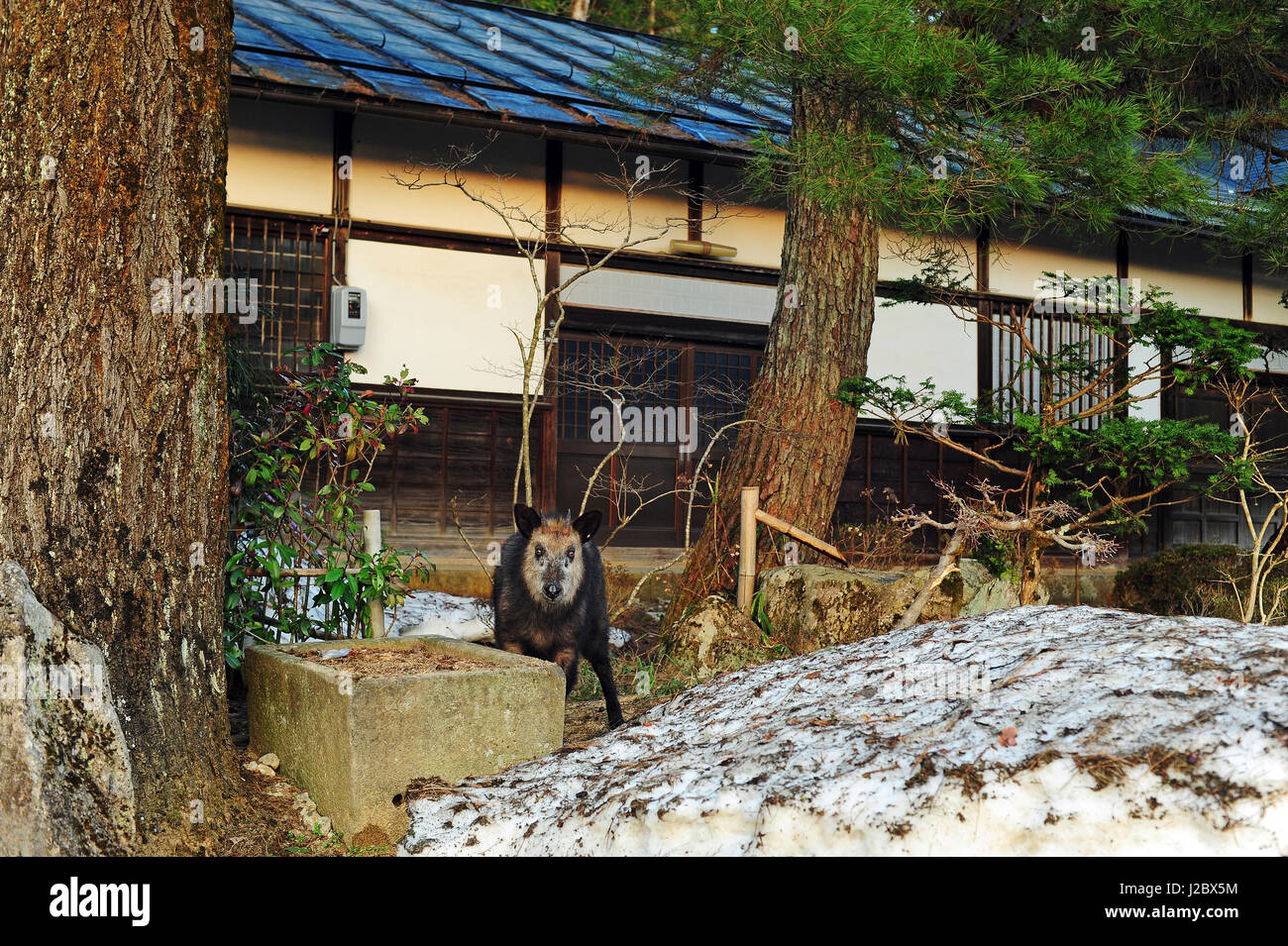 Japan, japanische Serow Takayama, Soyu-Ji-Tempel, kamen aus dem Wald Stockfoto