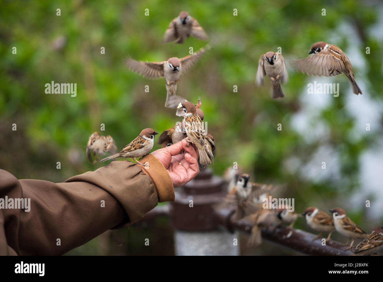 Mann, die Vögel zu füttern, von Hand in Japan (großformatige Größen erhältlich) Stockfoto