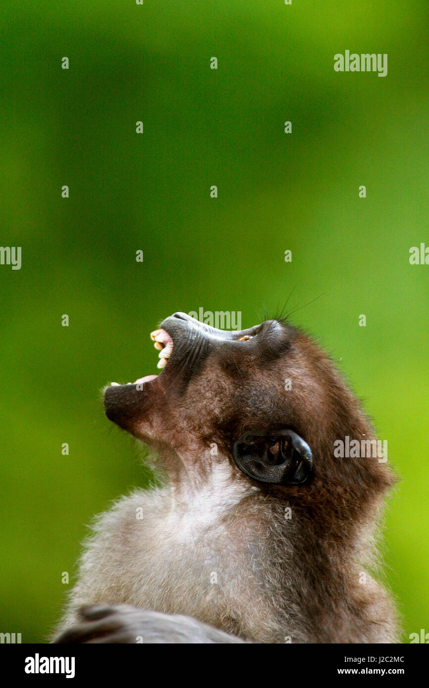 Asien, Indonesien, Sulawesi, Buton Insel. Juvenile Buton Makaken, Macaca Ochreata Brunnescens, eine Unterart der gestarteten Makaken, beide endemischen Arten von Sulawesi. Stockfoto