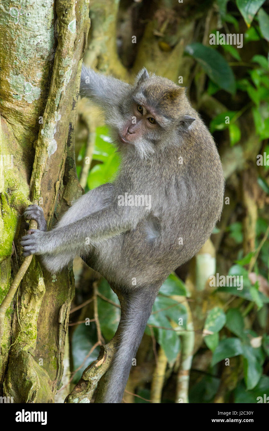 Indonesien, Bali. Der Monkey Forest Padangtegal repräsentiert eine heilige Stätte der hinduistischen Balinesen. Balinesischen Hinduismus ist im Gegensatz zu Hinduismus heute in anderen Teilen der Welt praktiziert. (Nur zur redaktionellen Verwendung) Stockfoto