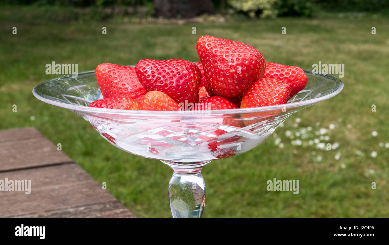 Schale mit leckeren Erdbeeren im Sommergarten! Stockfoto
