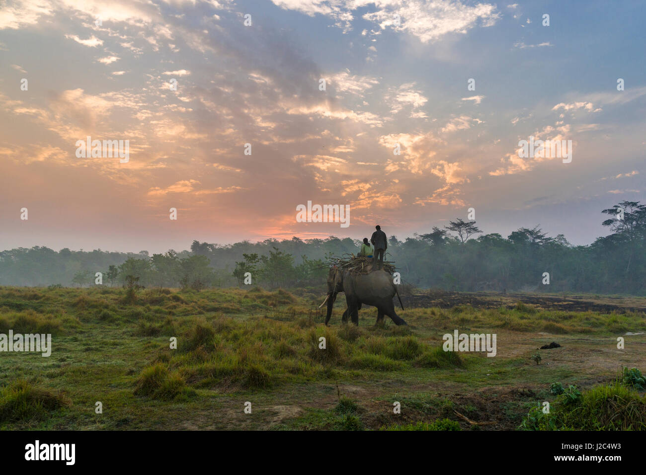 Ein männlicher Elefant (elephas Maximus indicus) mit grossen Backenzähne trägt Holz in Chitwan Nationalpark bei Sonnenaufgang Stockfoto