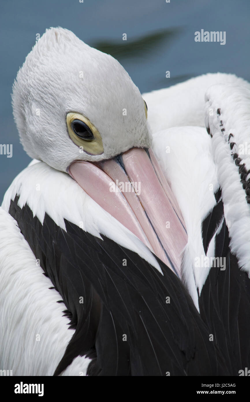 Singapur, Jurong Bird Park. Australischer Pelikan (Pelecanus Conspicillatus) Stockfoto