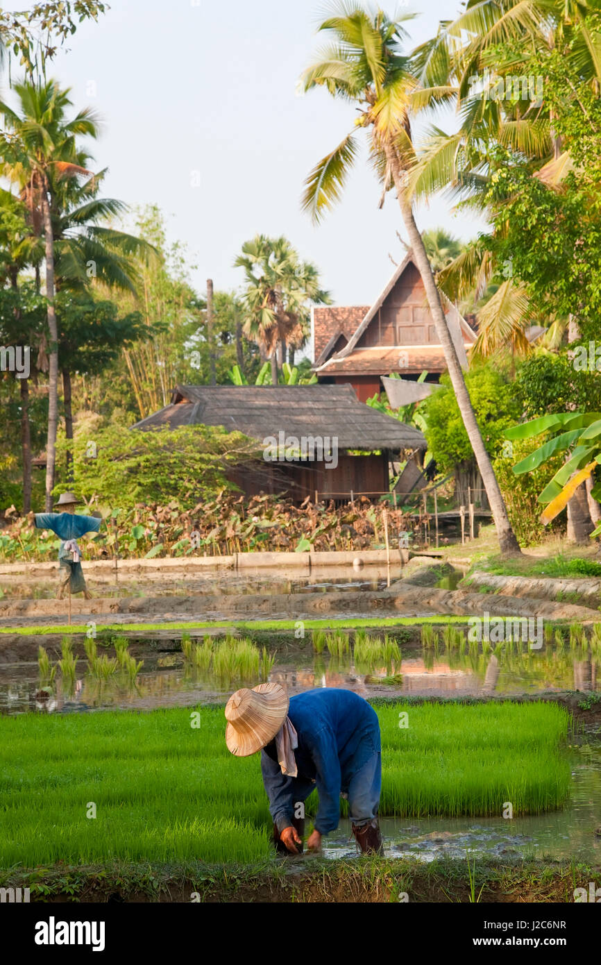 Reisfelder in der Nähe von Chiang Mai, Thailand Stockfoto