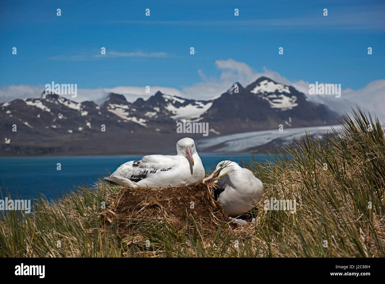 Wanderalbatros Diomeda Exulans Inkubation Ei im Nest auf Albatross Island, Bucht der Inseln, Südgeorgien Stockfoto