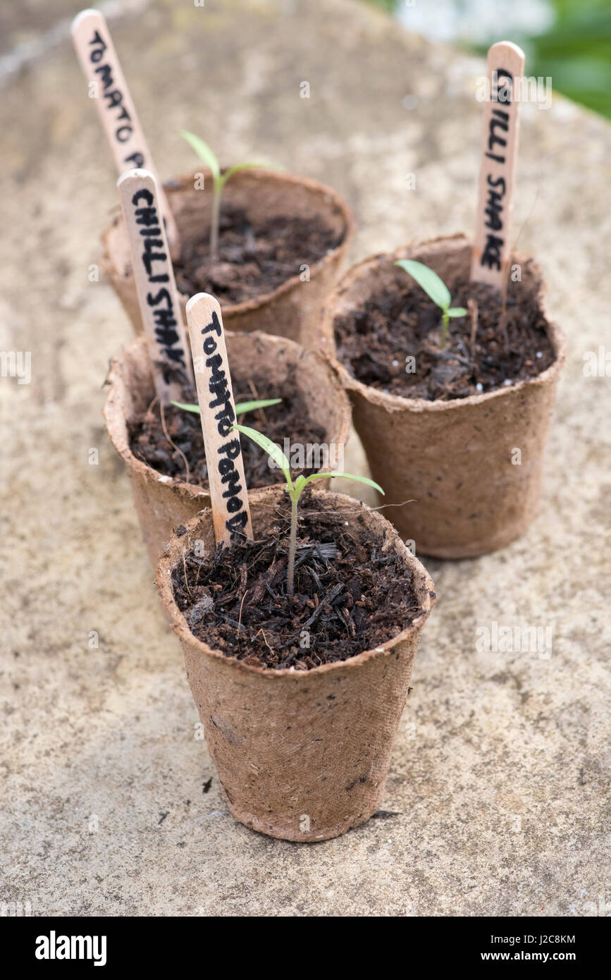 Solanum Lycopersicum.  Pomadoro Tomaten und Chili Sämlinge in biologisch abbaubare Blumentöpfe Stockfoto