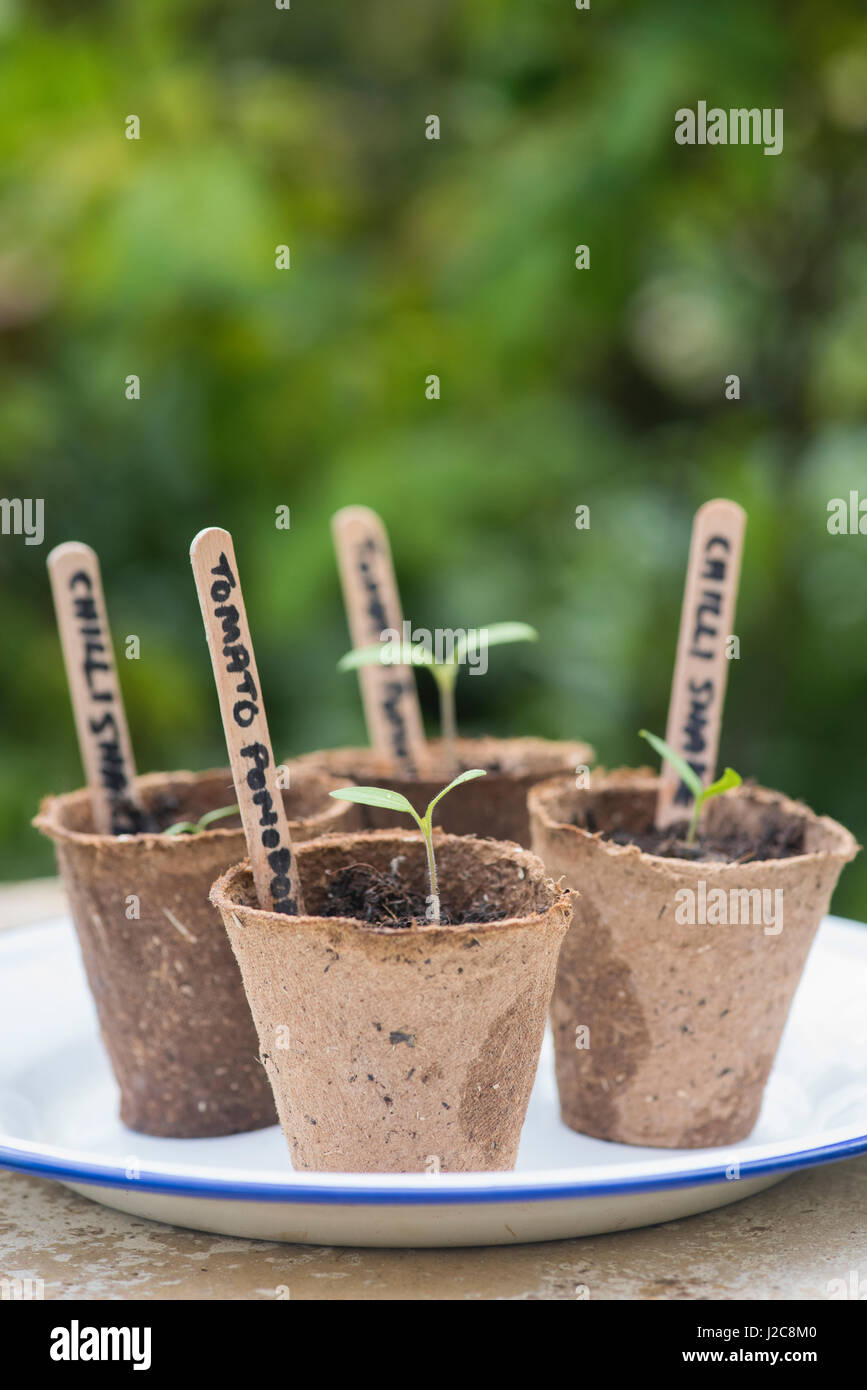 Solanum Lycopersicum.  Pomadoro Tomaten und Chili Sämlinge in biologisch abbaubare Blumentöpfe Stockfoto