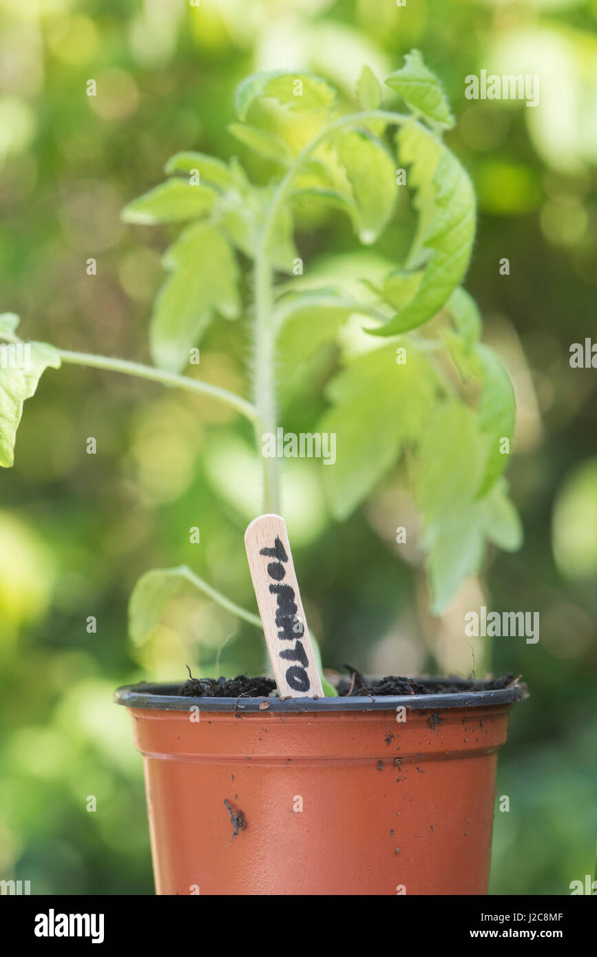 Solanum Lycopersicum.  Tomaten-Label vor einer jungen Pflanze in einen Blumentopf. Selektiven Fokus auf dem Etikett Stockfoto